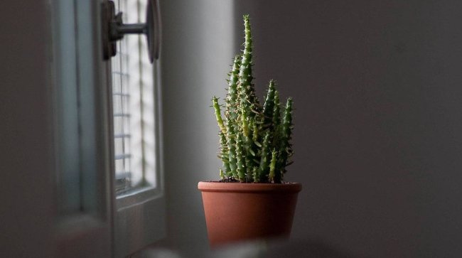Провокация одиночества: какие комнатные растения «выживают» мужчин из дома - «Мир женщины»
