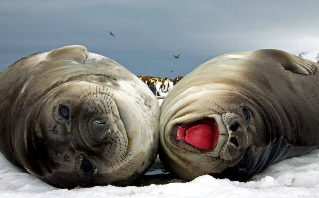 Десятки обезглавленных тюленей найдены на пляже - «Аномальные новости»